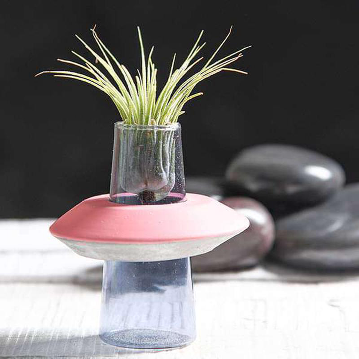 Bound By Love 8211 Air Plant