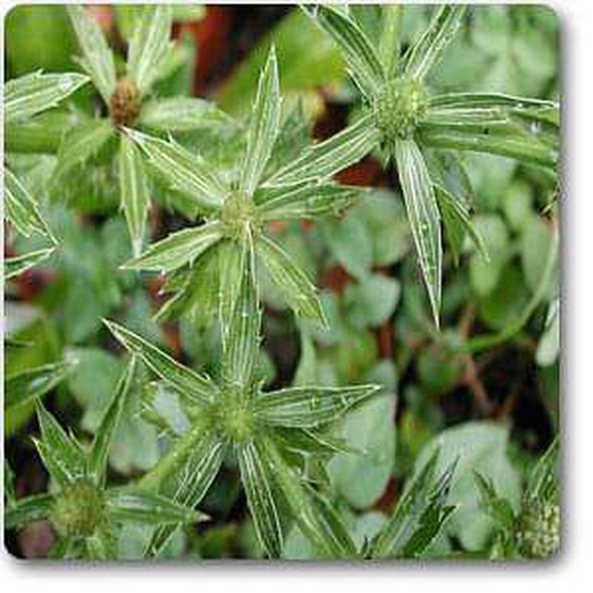 Eryngium foetidum 8211 Plant
