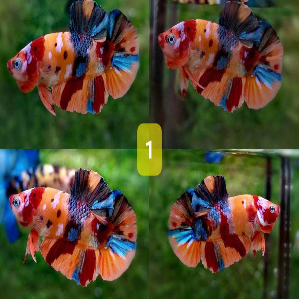Fighter Male Plakat Halfmoon 8211 Candy Nemo