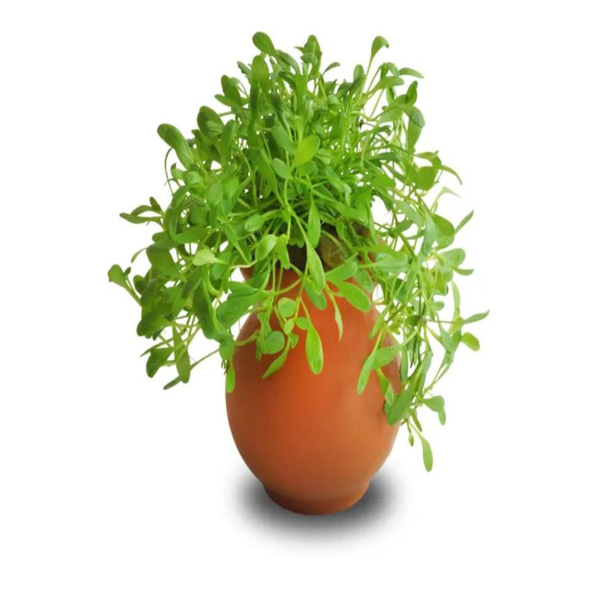 Glossostigma Vase Urn 5cm