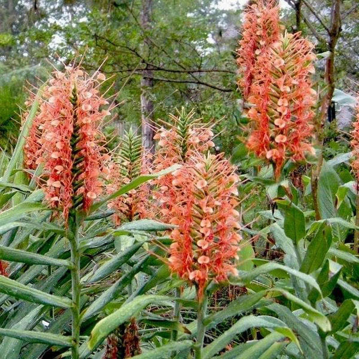 Hedychium (Mix Colors) 8211 Bulbs (Set of 10)
