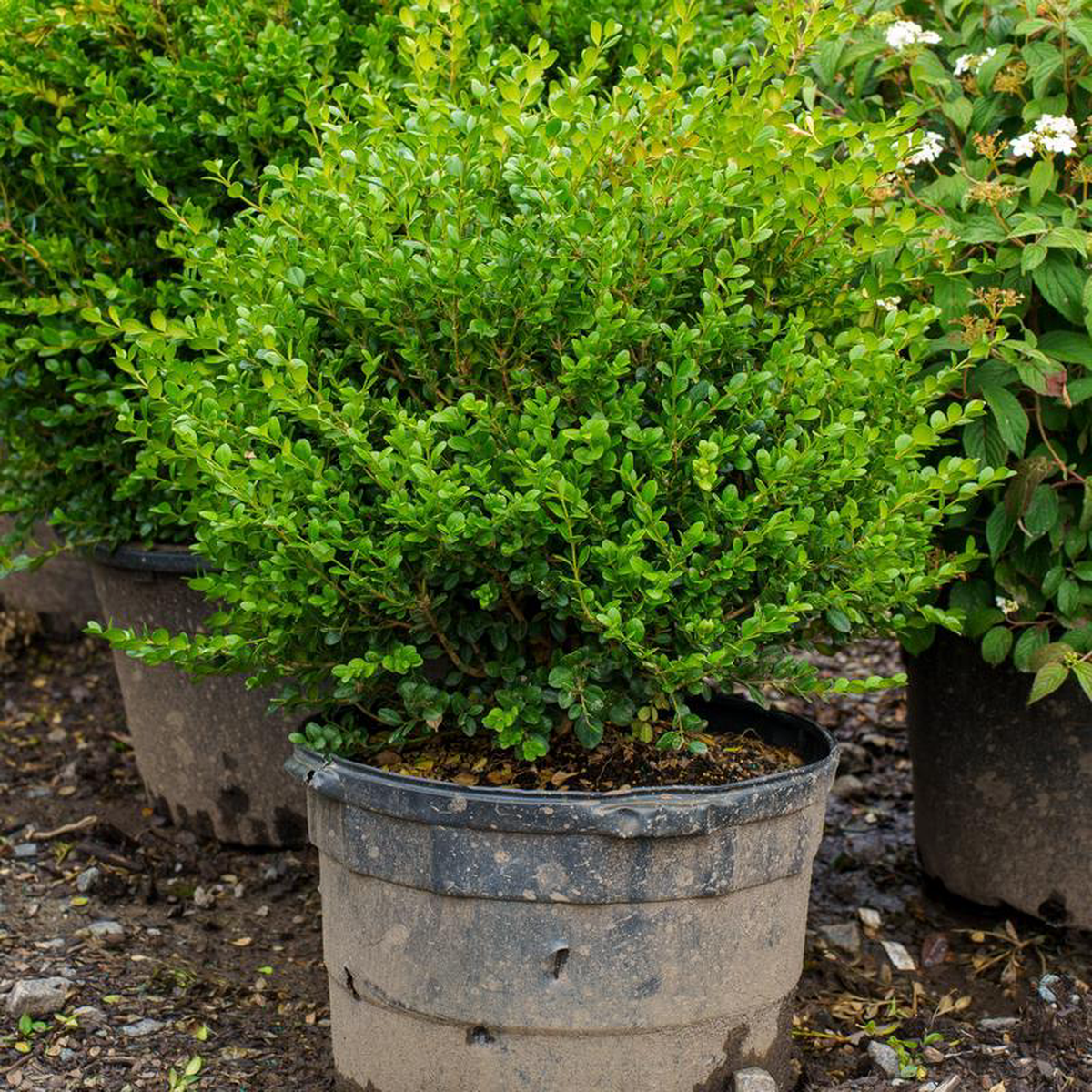 Wintergreen Boxwood 1 Gallon
