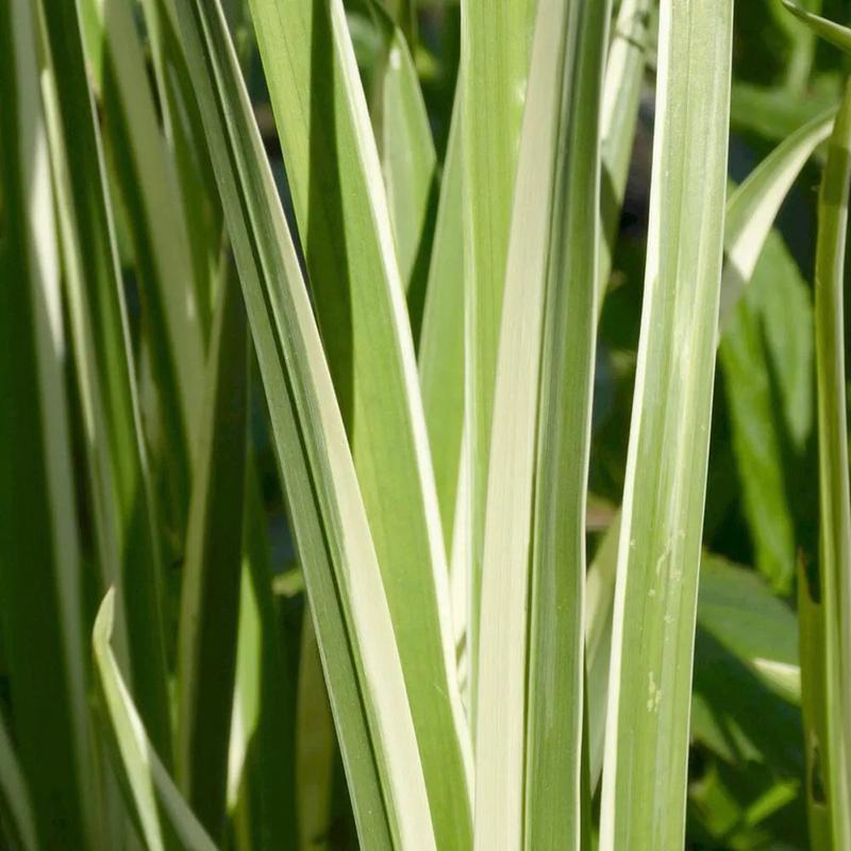 Acorus Calamus Variegatus Aquatic Pond Plant 8211 Sweet Flag 1ltr Pot Size
