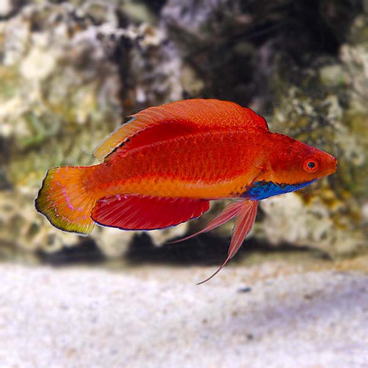 Blue Throat Fairy Wrasse 8211 Cirrhilabrus cyanogularis
