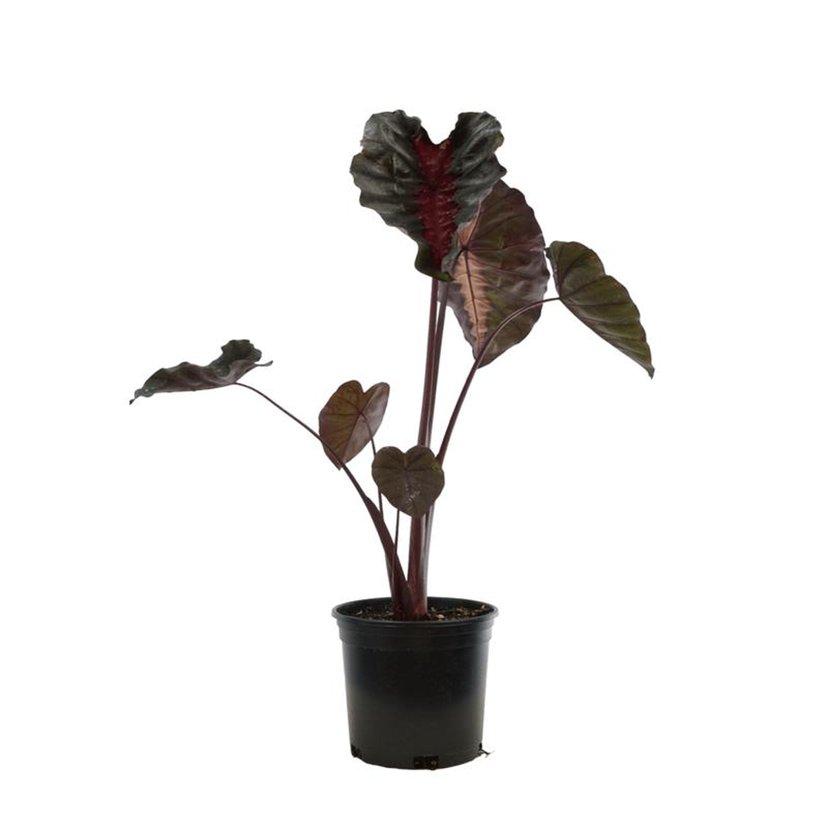 Colocasia 8216Redemption8217 1 Gallon