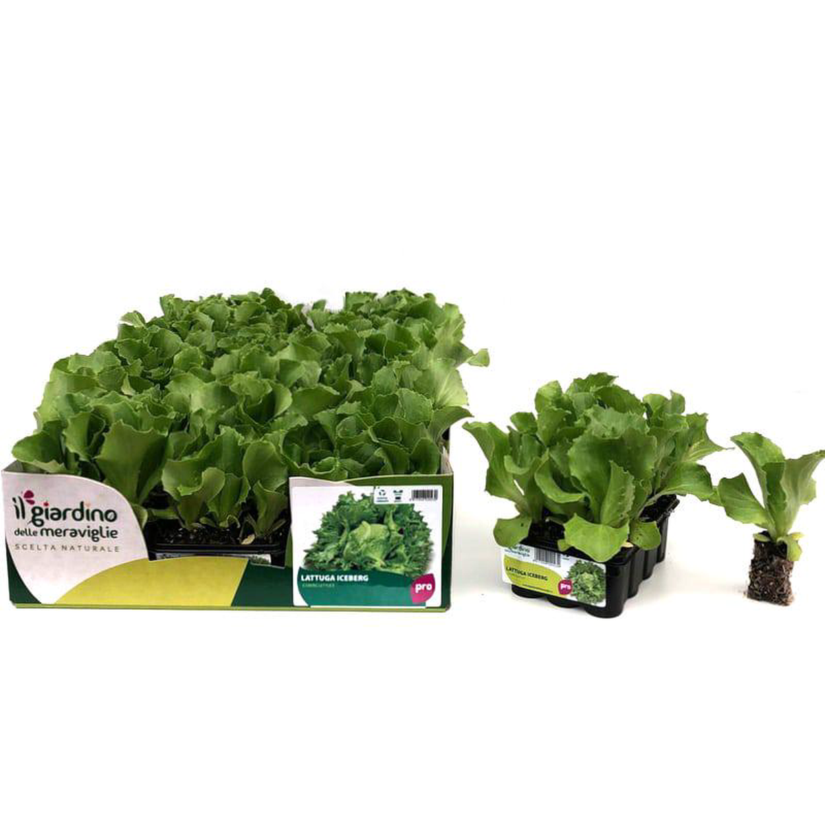 Iceberg lettuce (Lattuga Iceberg) 12 Seedlings
