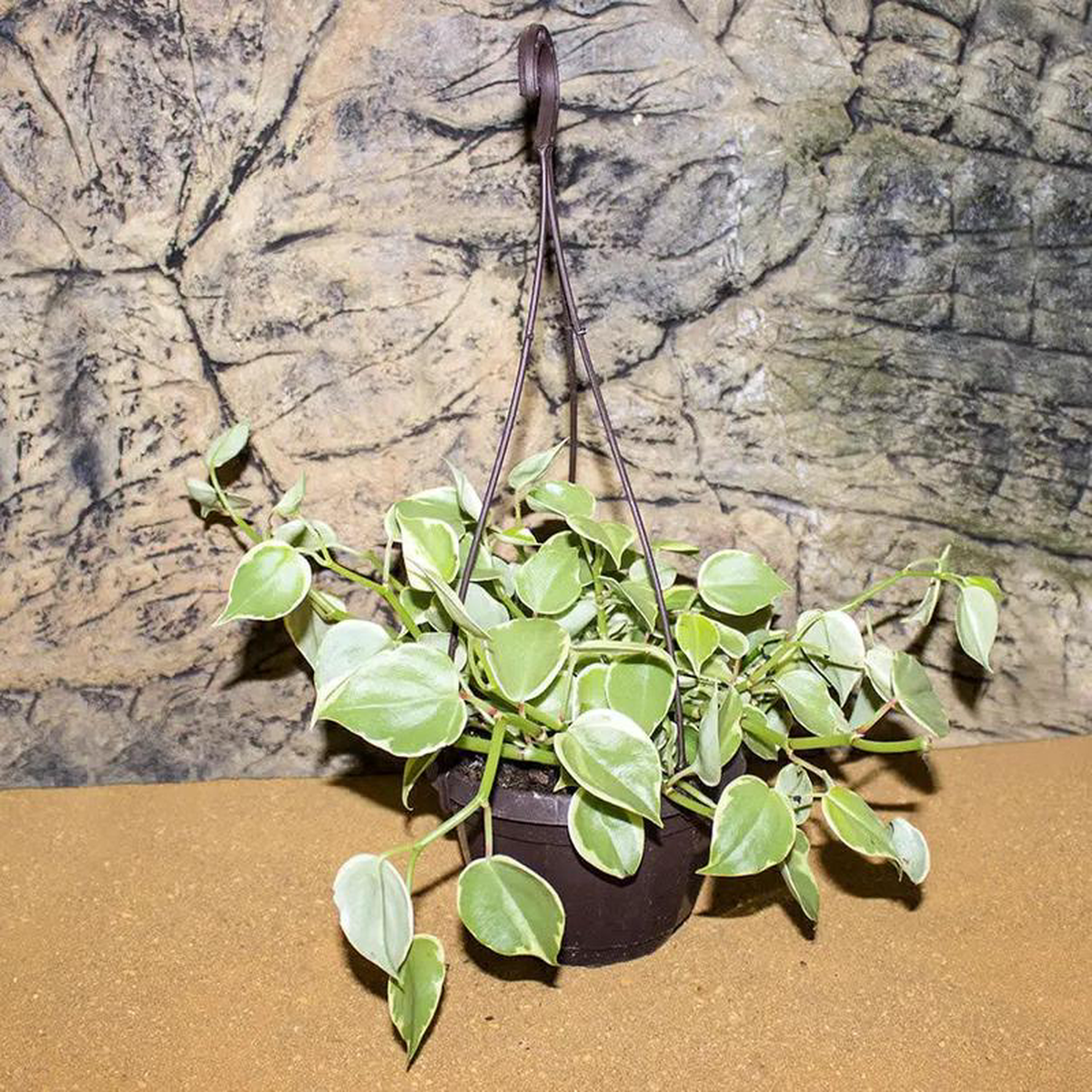 Pilea sp