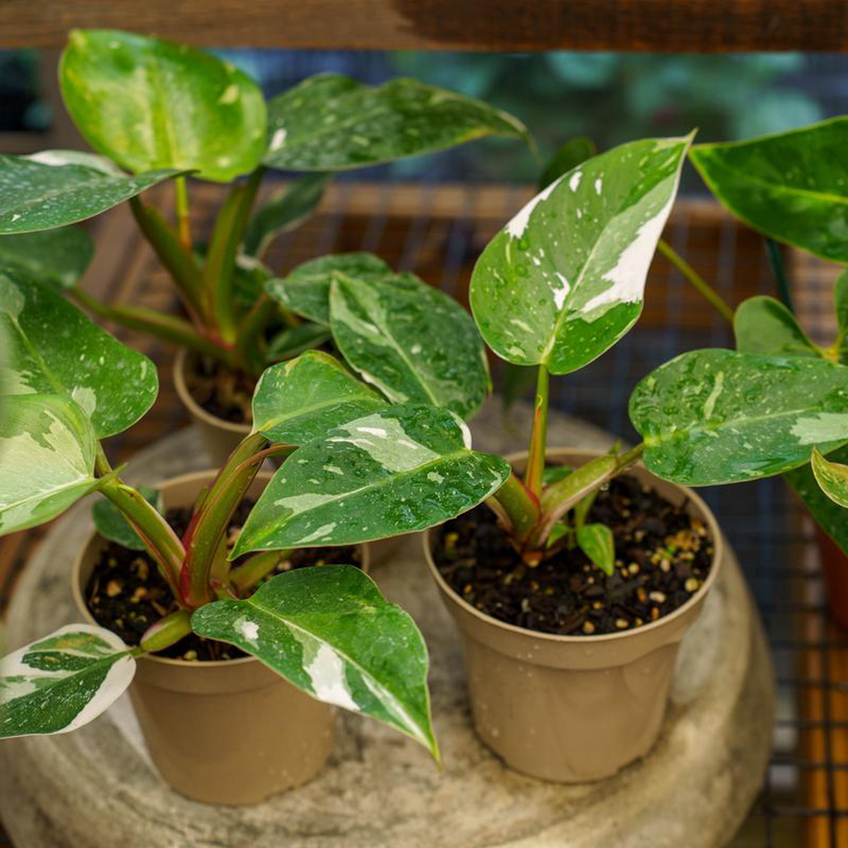 White Princess Philodendron 45 inch Pot