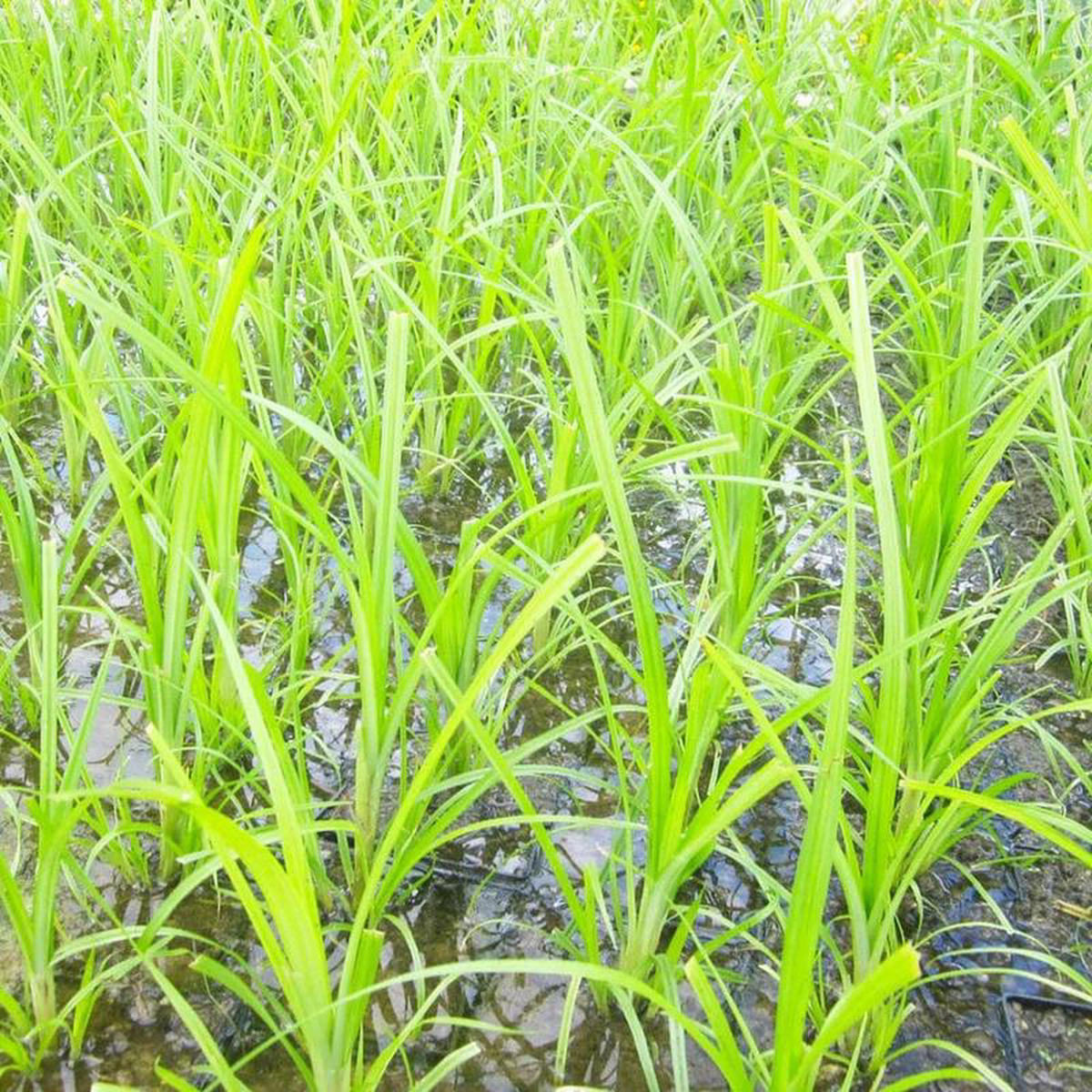 Cyperus Papyrus Aquatic Pond Plant 8211 Egyptian Paper Reed 5ltr Pot Size