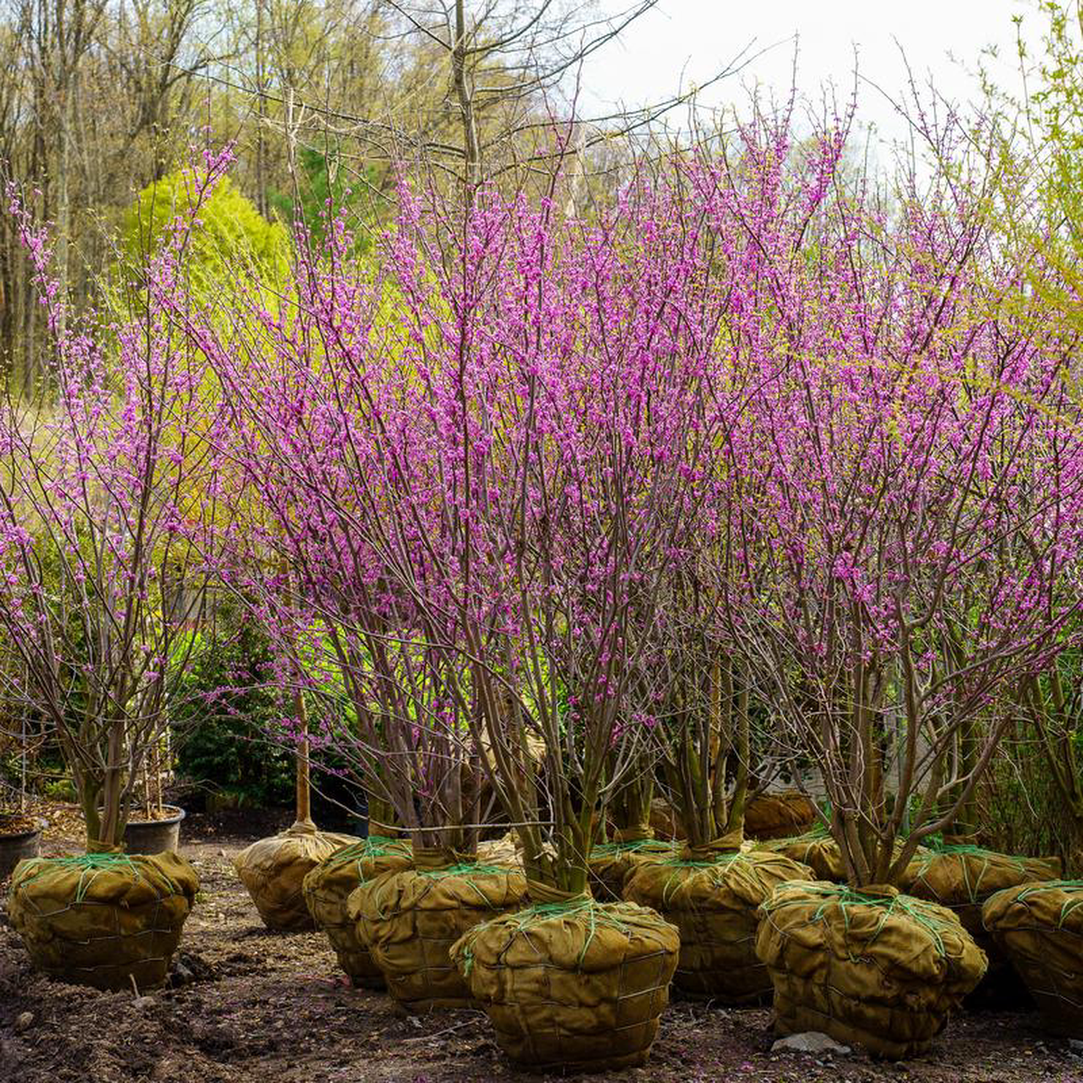 Eastern Redbud 25 Gallon