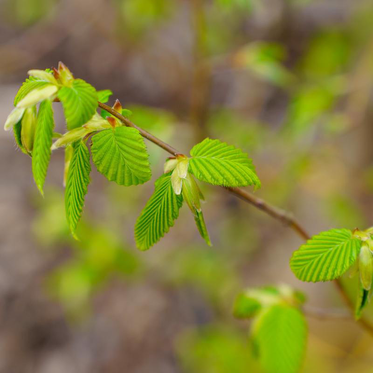 Frans Fontaine European Hornbeam 3 inch B038B