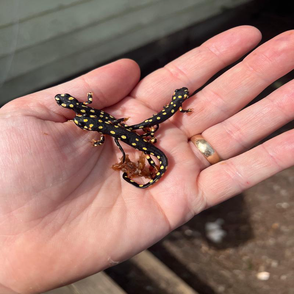 Turkish Yellow Spotted Newts (Neurergus crocatus)