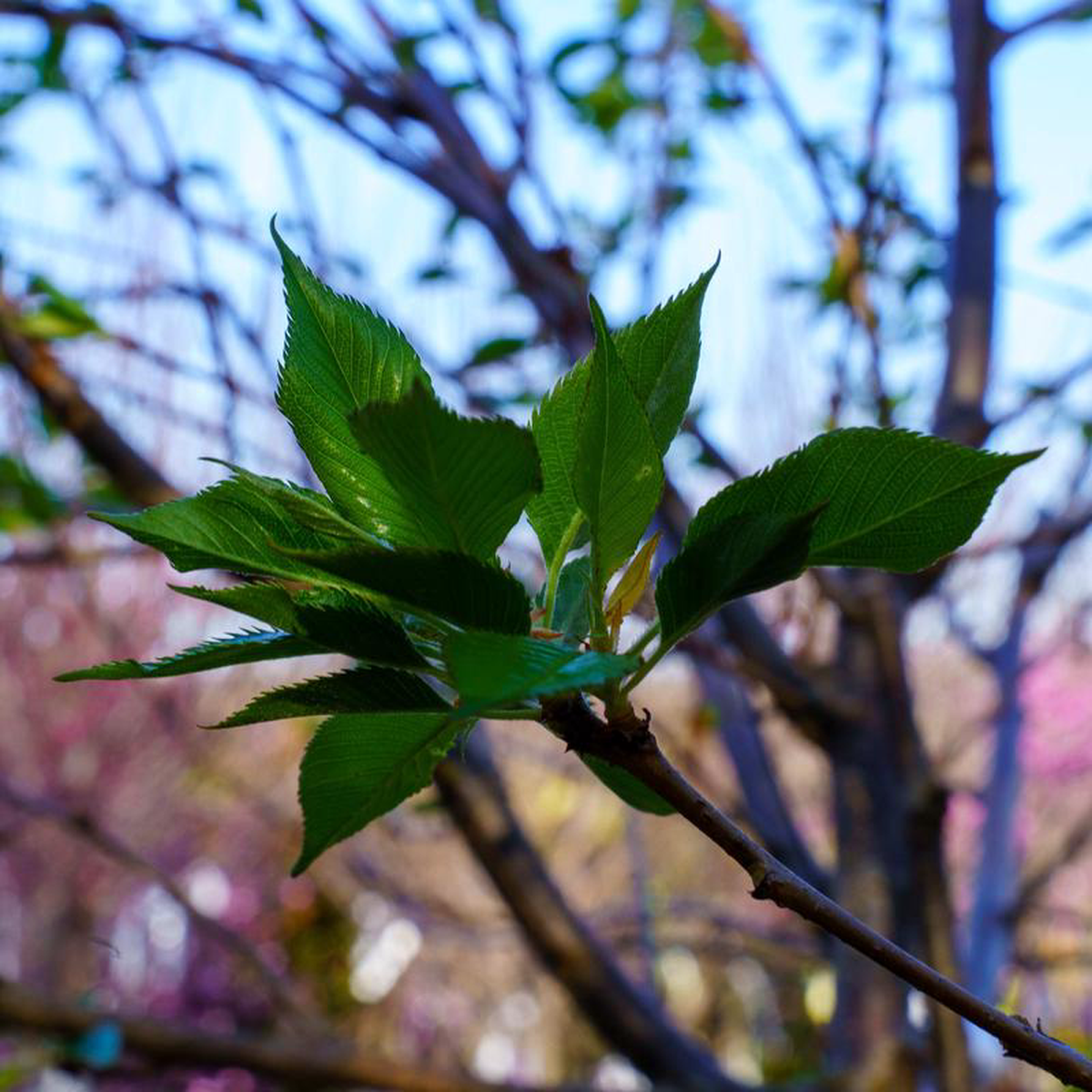 Accolade Cherry 35 inch B038B