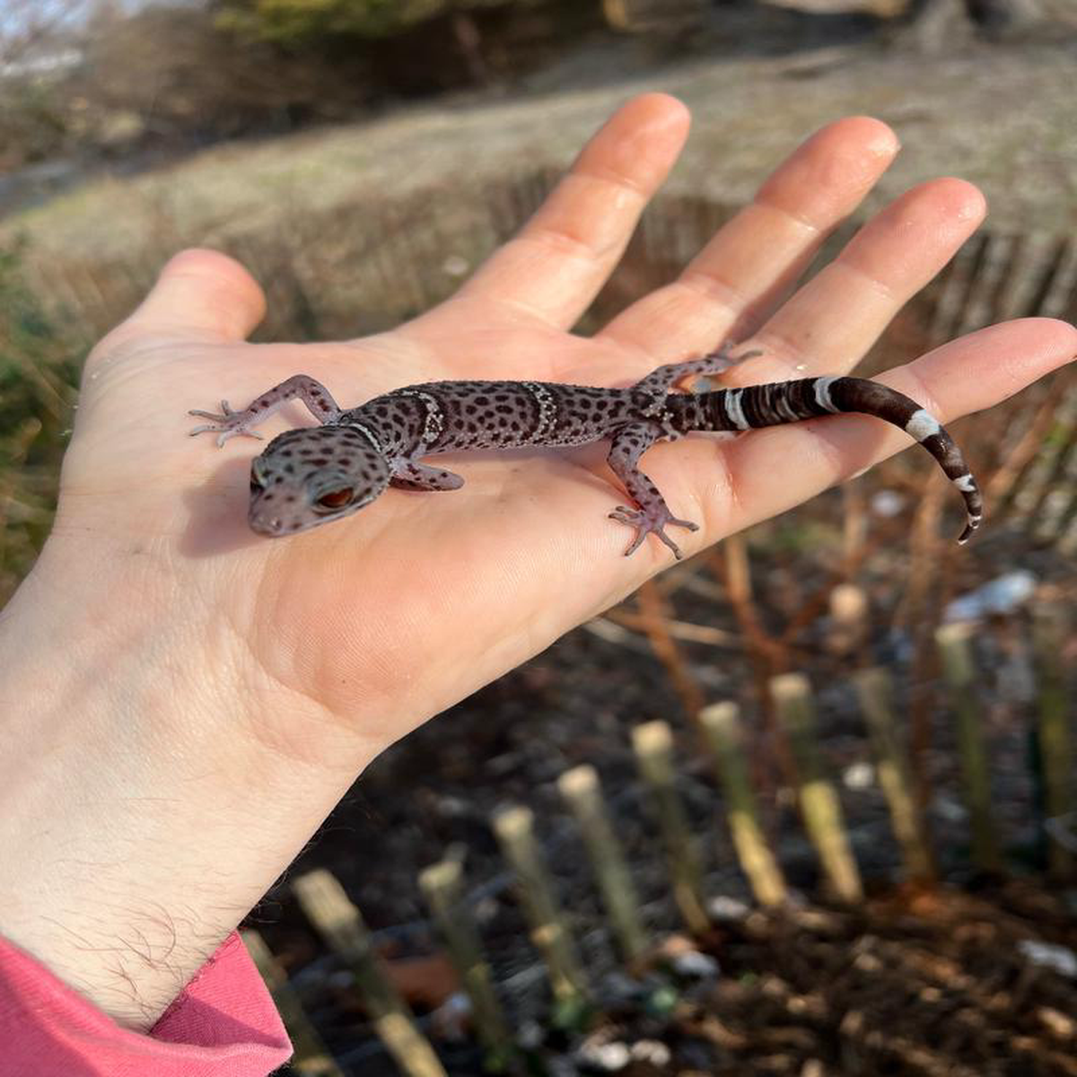 Chinese Cave Geckos
