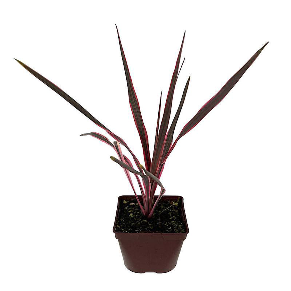 Cordyline 8216Southern Splendor8217 Quart