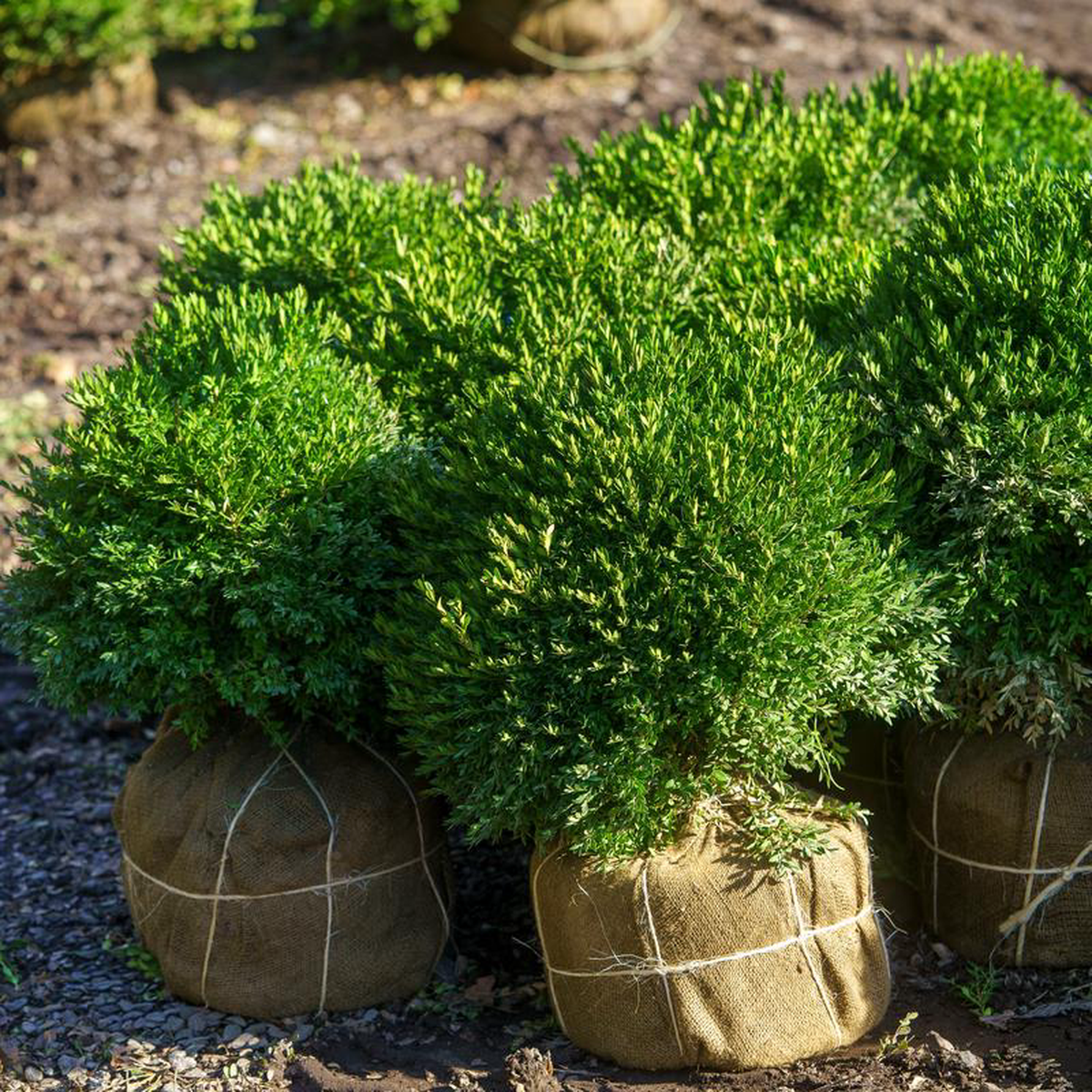 Varder Valley Boxwood 5 Gallon