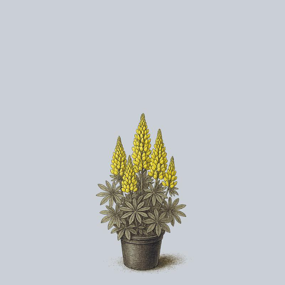 Gallery Yellow Lupine 2 Quart