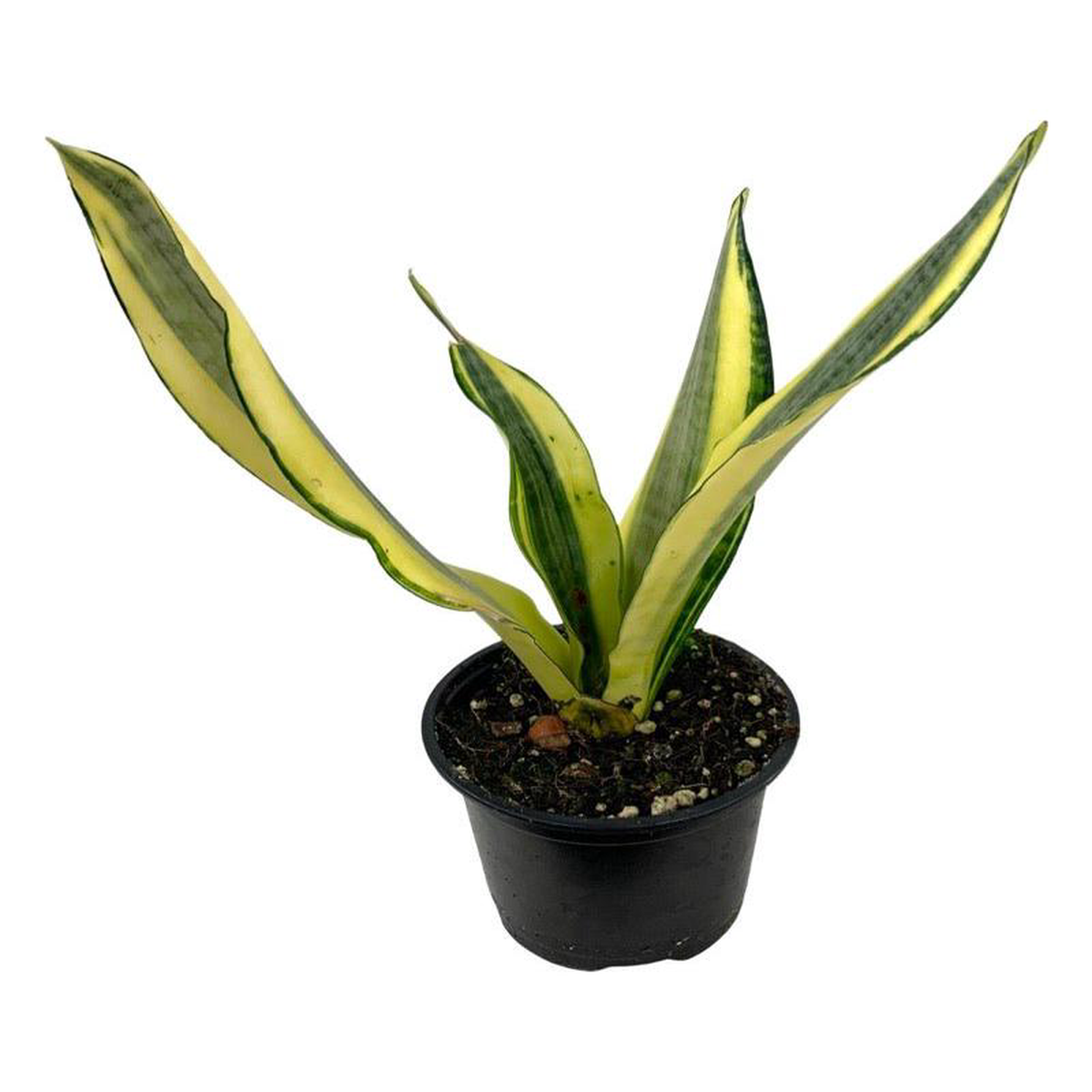 Sansevieria trifasciata 8216Gold Dust8217 Quart