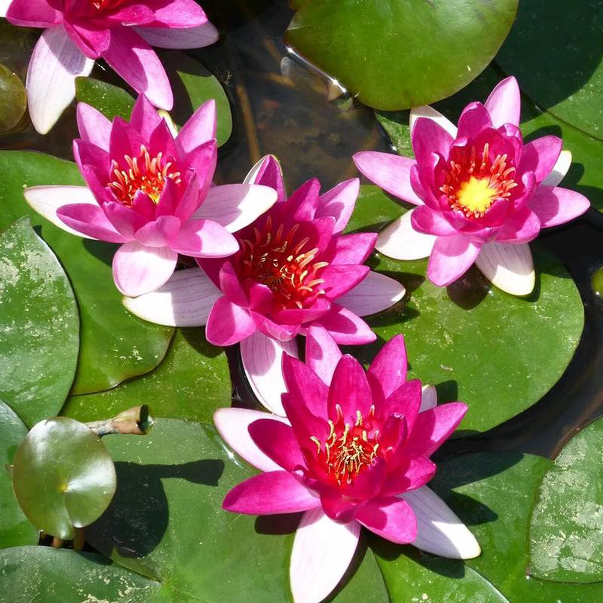 Nymphaea Xiafei Aquatic Pond Plant 8211 Water Lily 2lt Pot Size