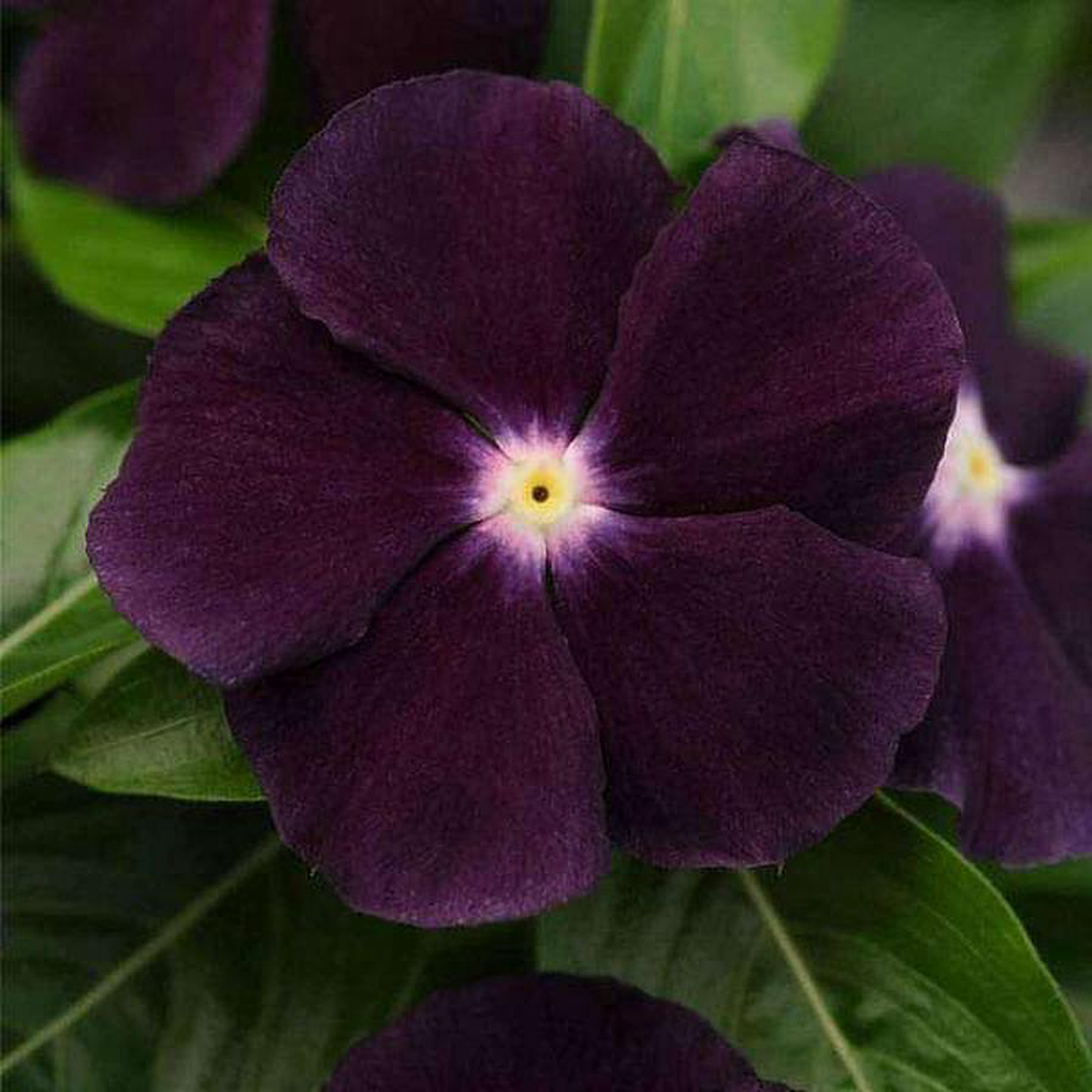 Vinca F1 Nana Black Purple 8211 Flower Seeds