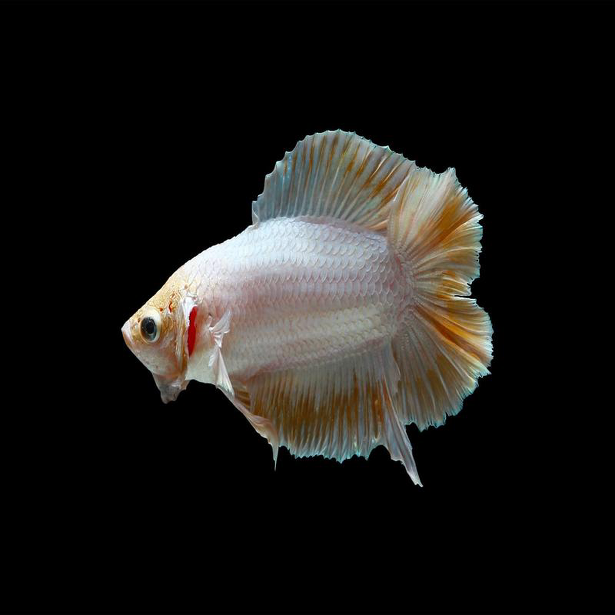 Fighter 8211 Double Tail Female