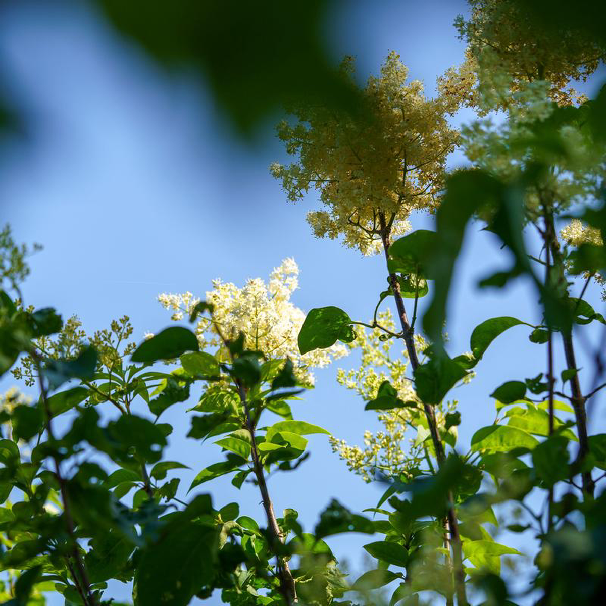 Ivory Silk Japanese Lilac Tree 2 inch B038B
