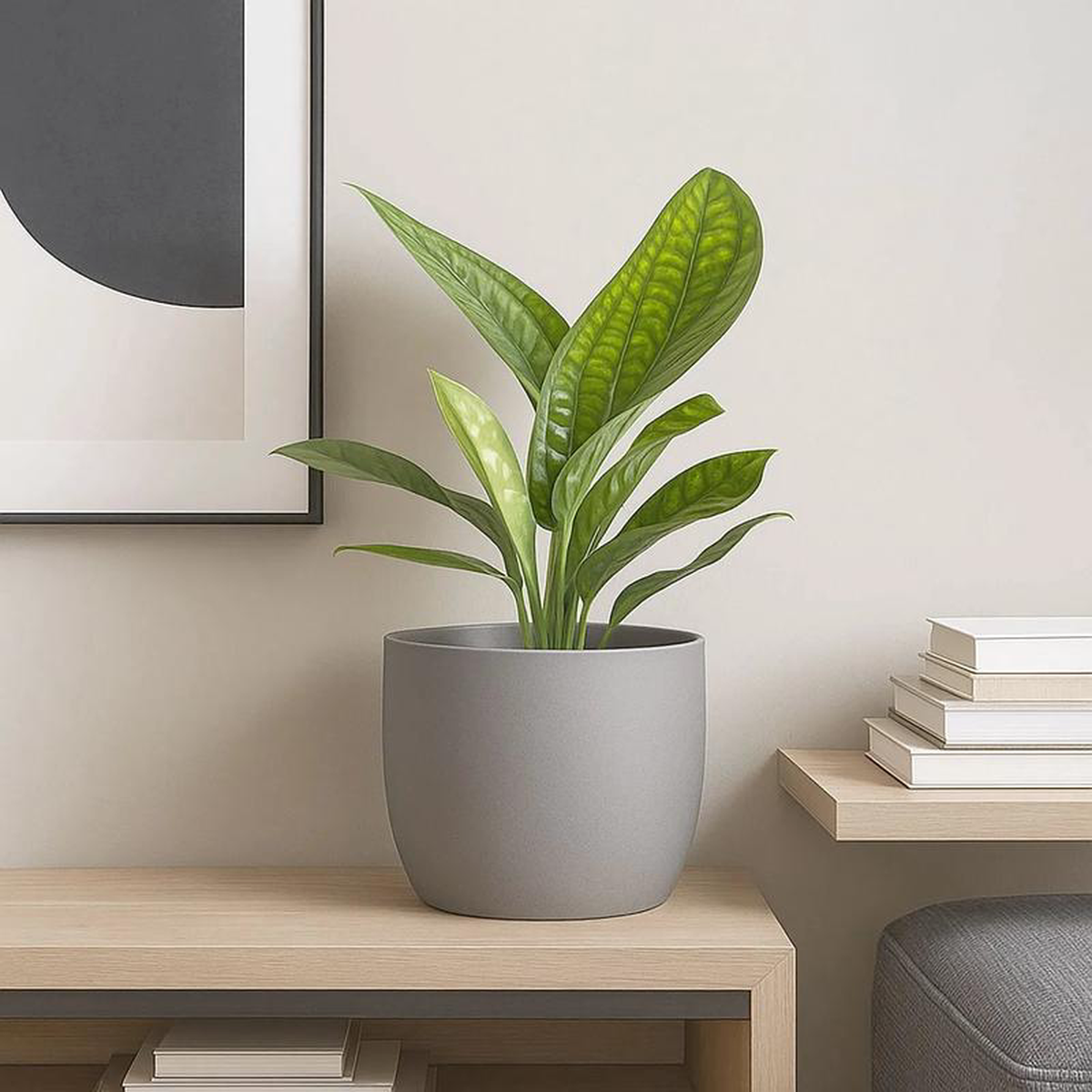 20 8211 30cm Monstera Peru Pothos 12cm Pot House Plant