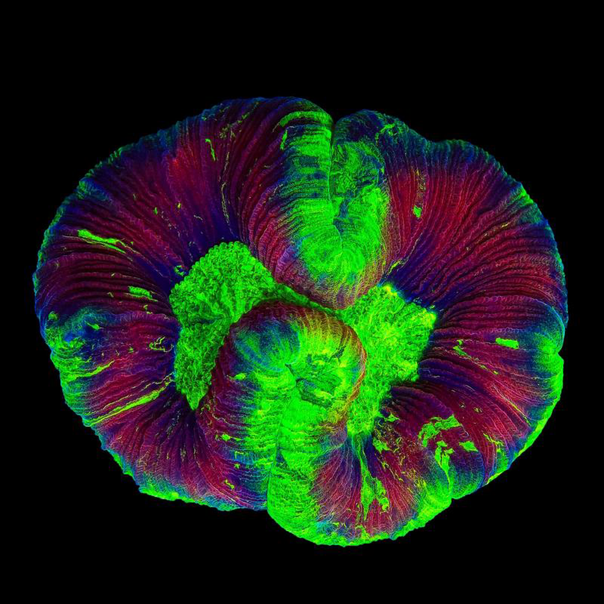 Candy Apple Trachyphyllia Coral