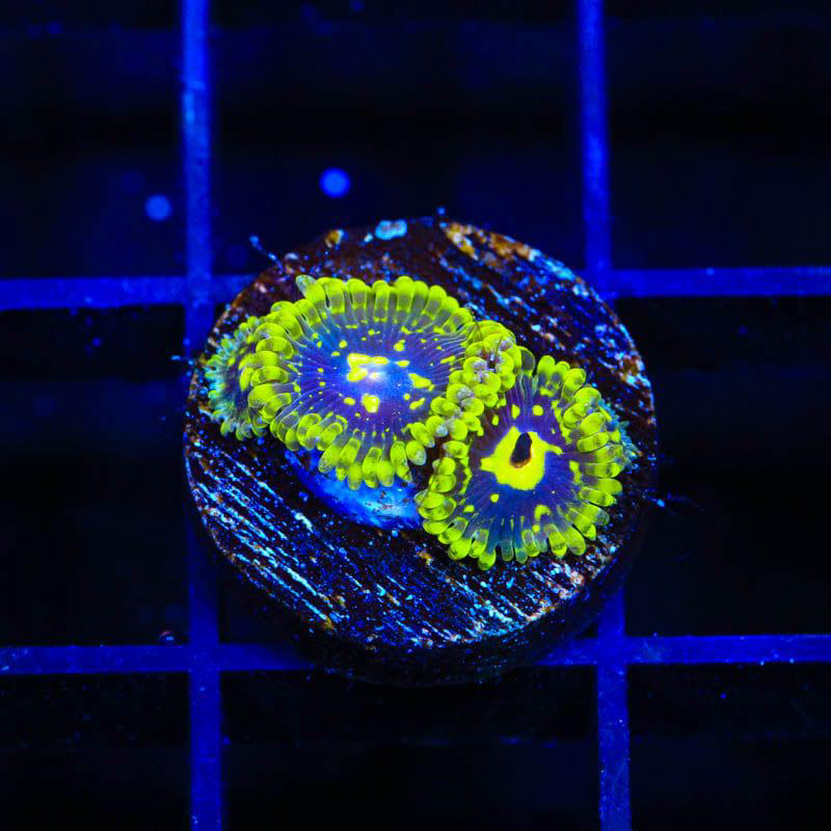 Exosphere Zoanthids Coral
