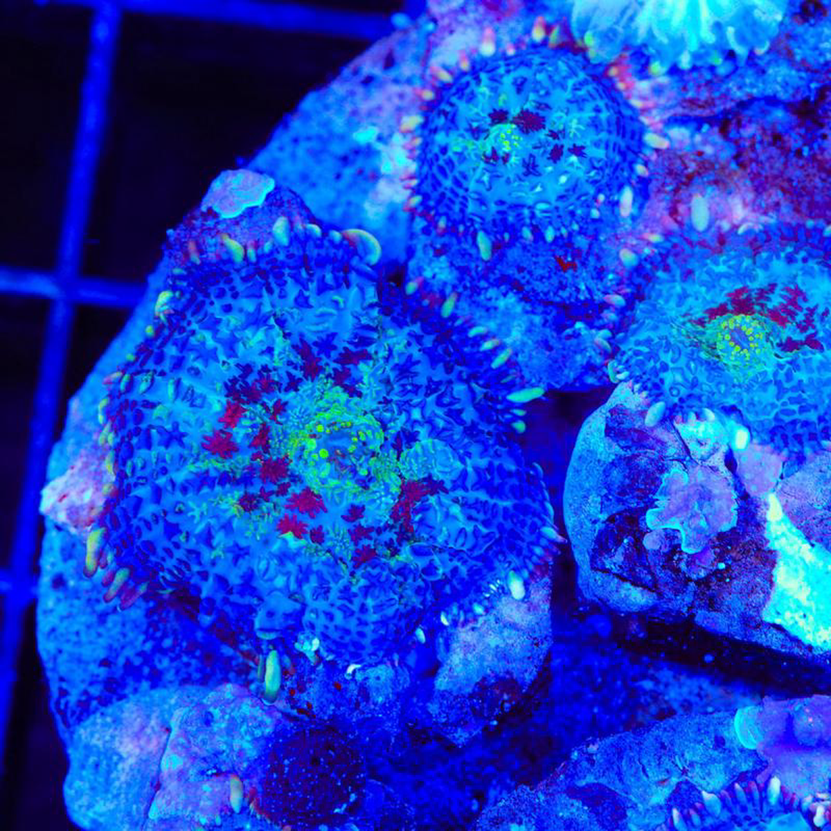 Witches Touch Mushroom Coral