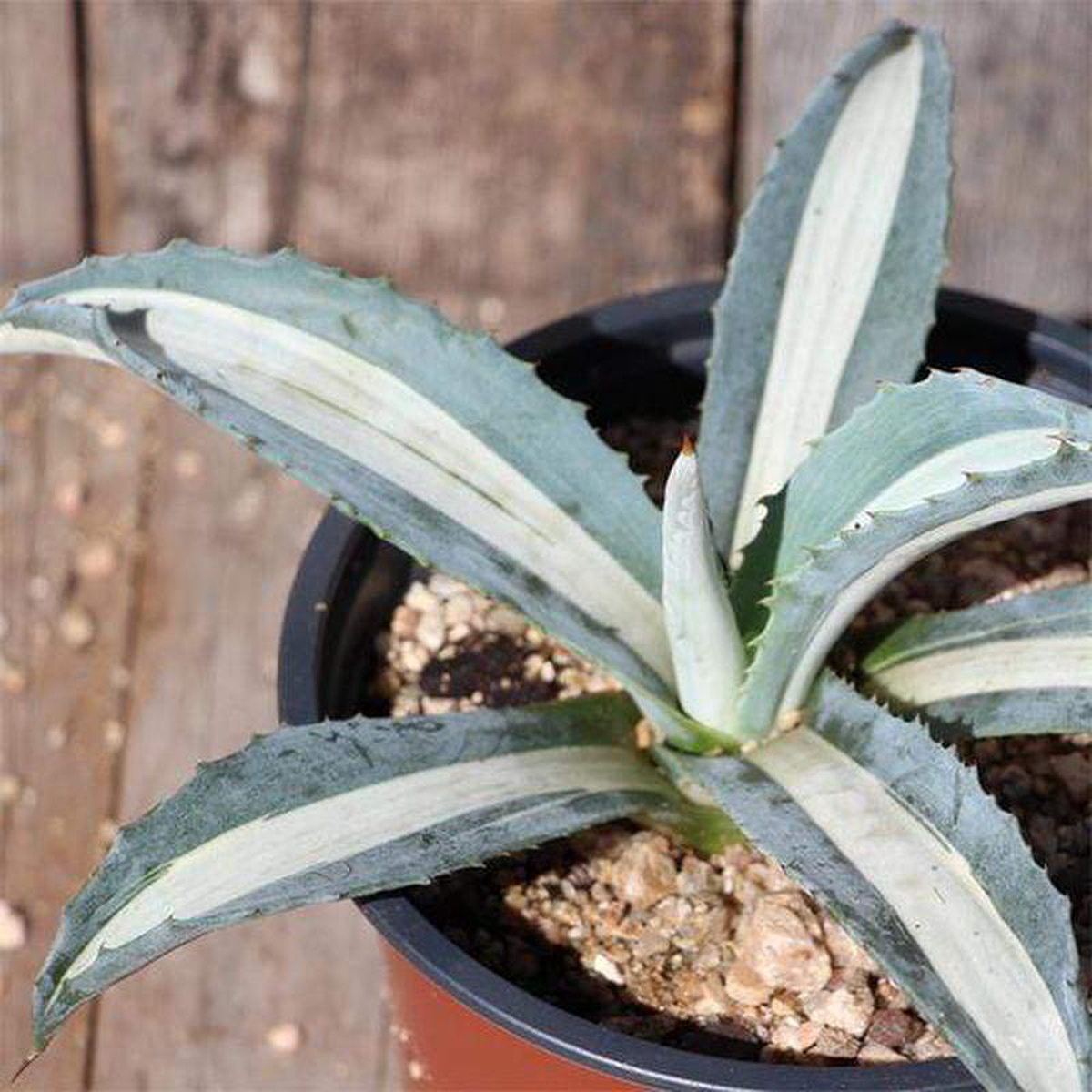 Agave americana 8211 Succulent Plant