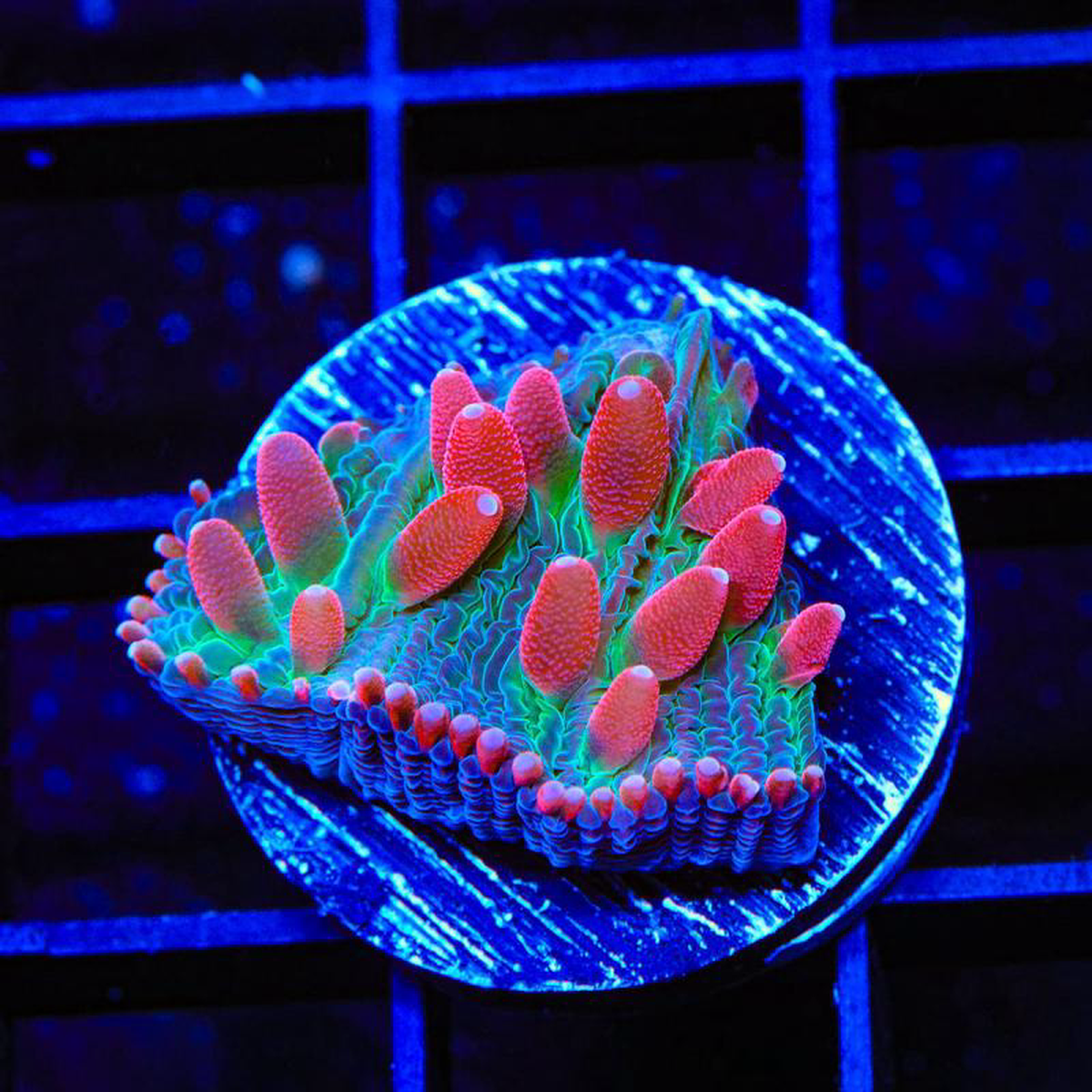 TSA Strawberry Ice Plate Coral