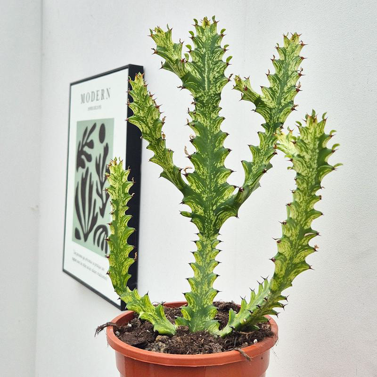 35 8211 45 cm Euphorbia Mayuranthii Variegated Cactus House Plant 17cm Pot