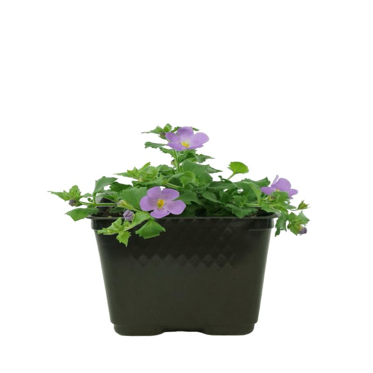 Bacopa 8216MegaCopa Blue8217 4 Inch