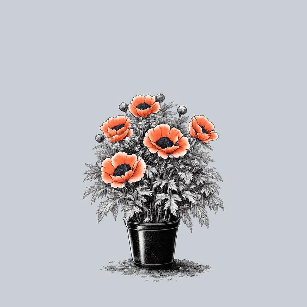 Carnival Oriental Poppy 1 Gallon