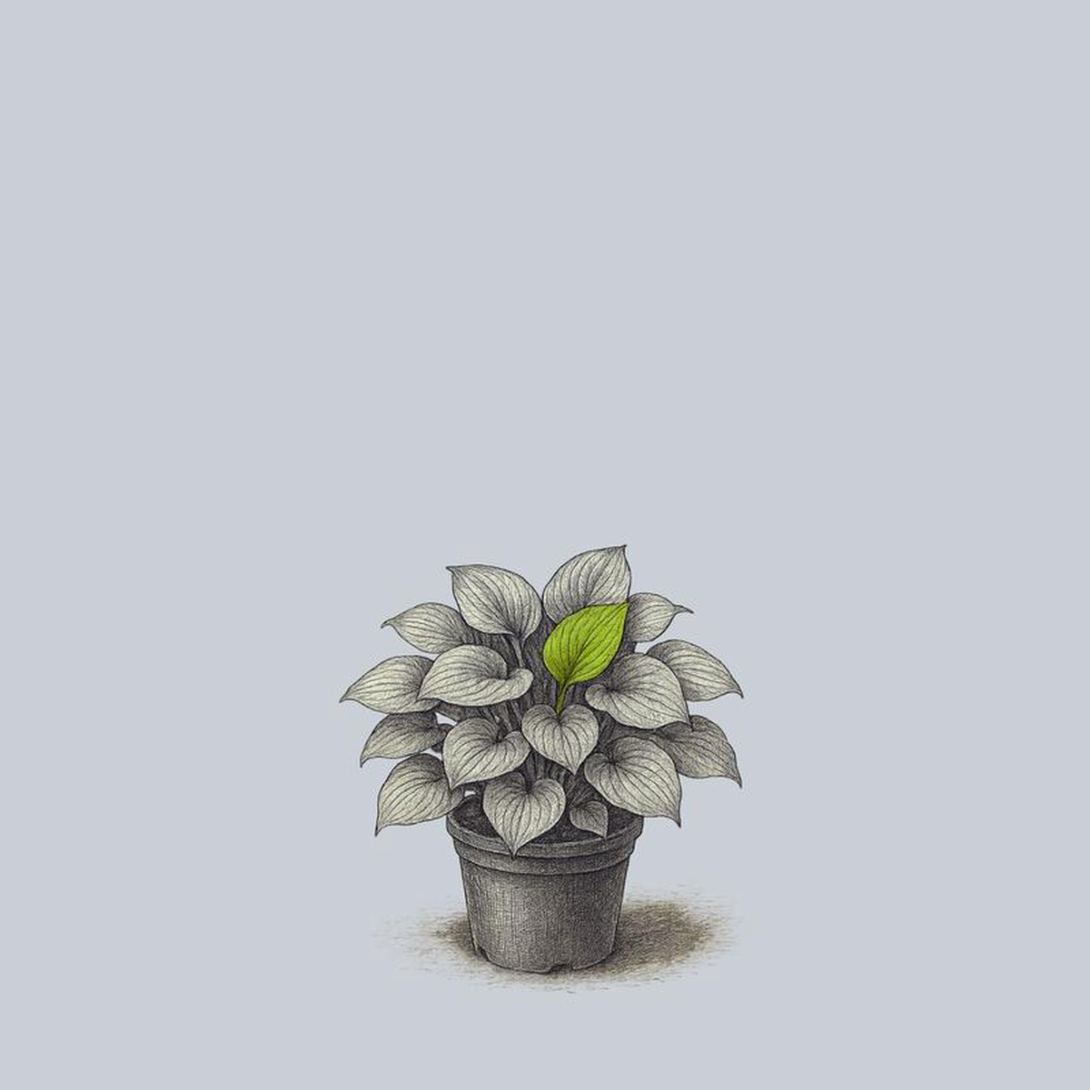 Avocado Hosta 1 Gallon