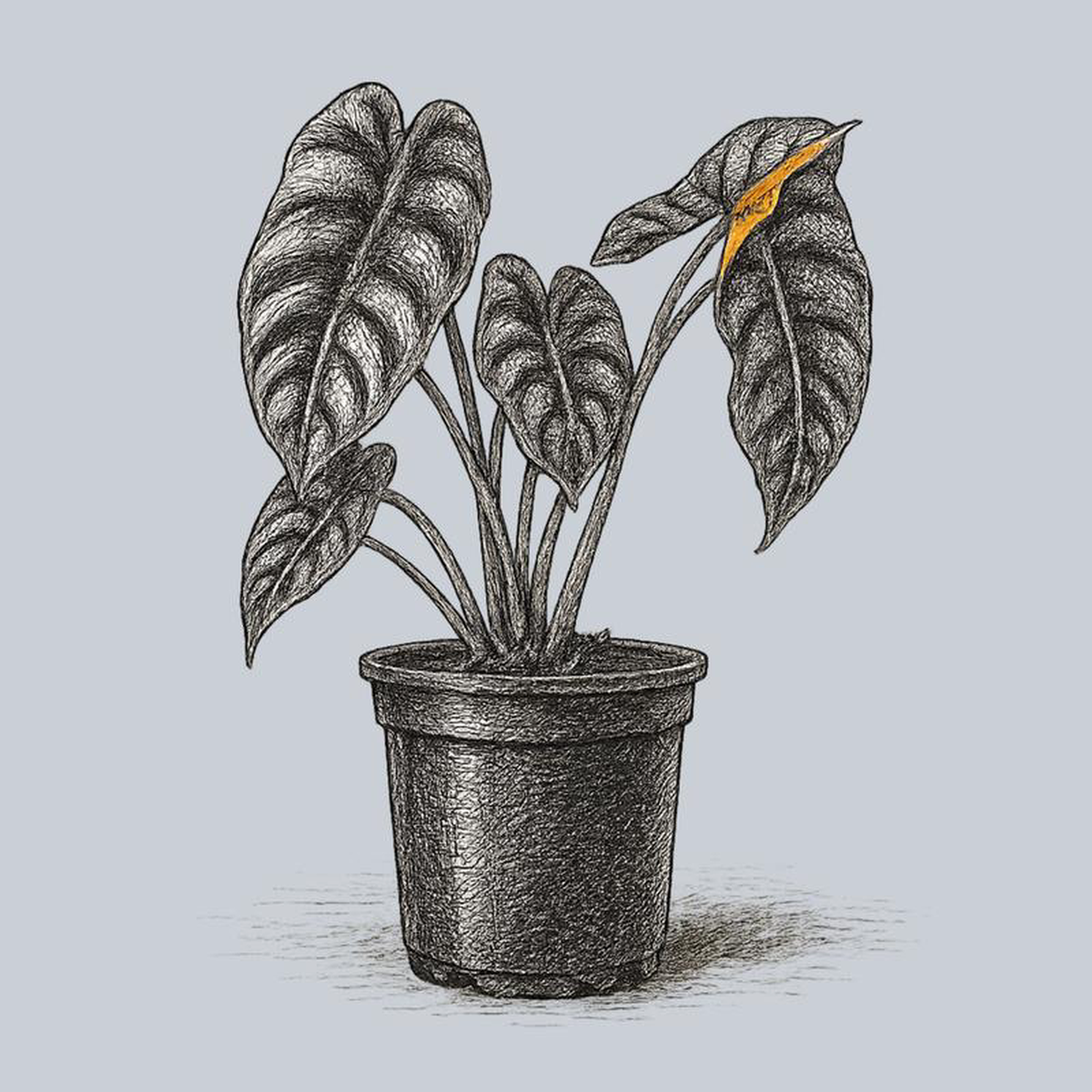 Red Secret Elephant Ear 2 inch Pot