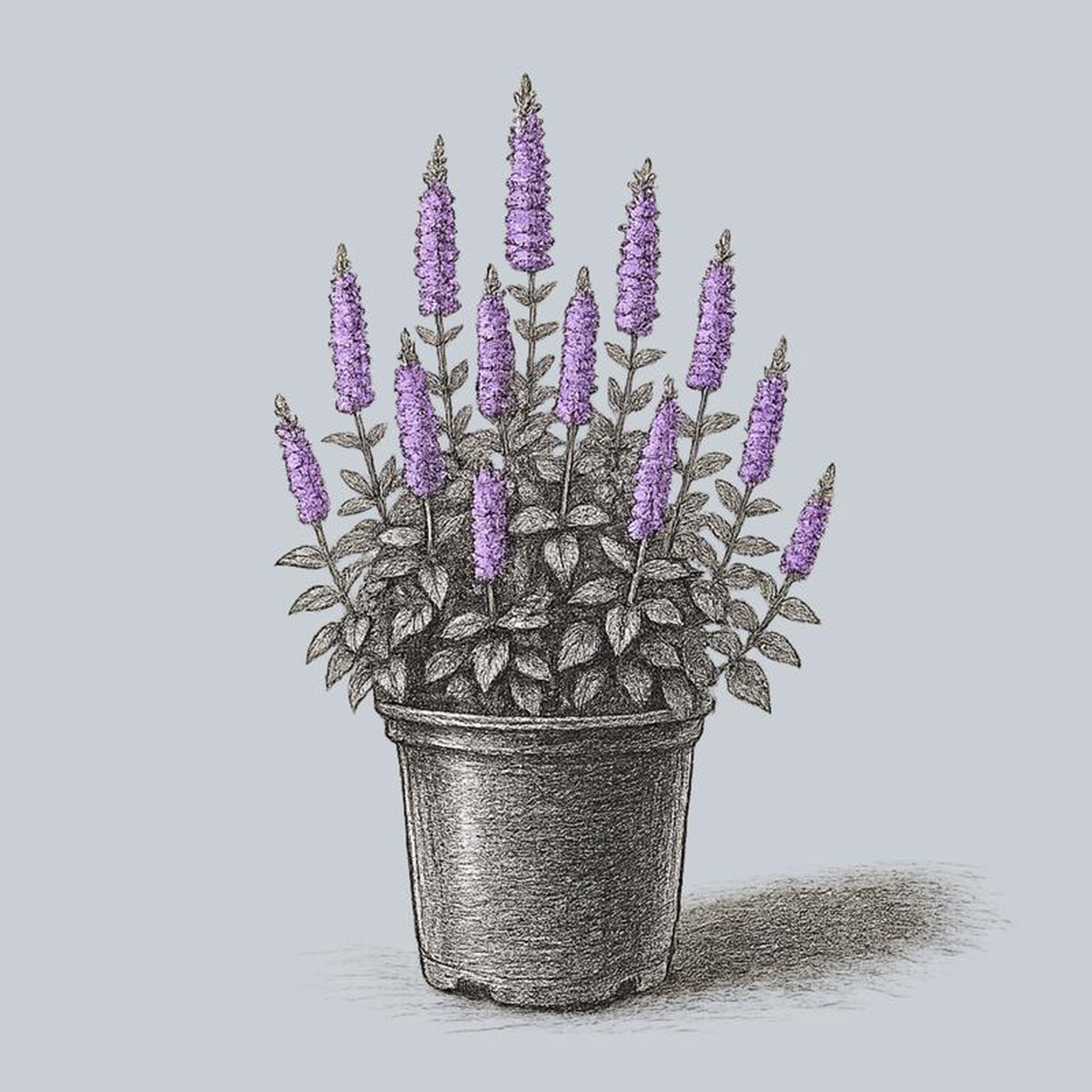 Anise Hyssop 1 Gallon