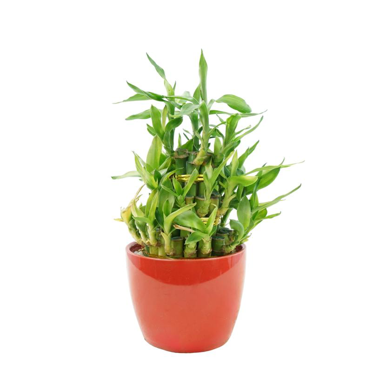 Dracaena sanderiana Black