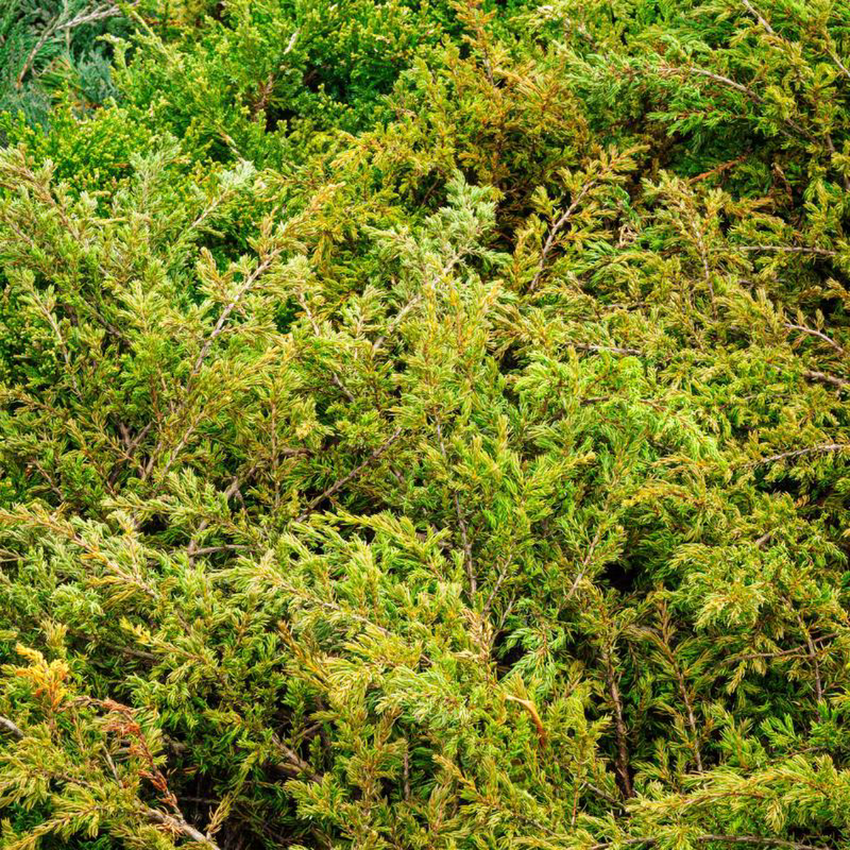 Effusa Common Juniper 3 Gallon