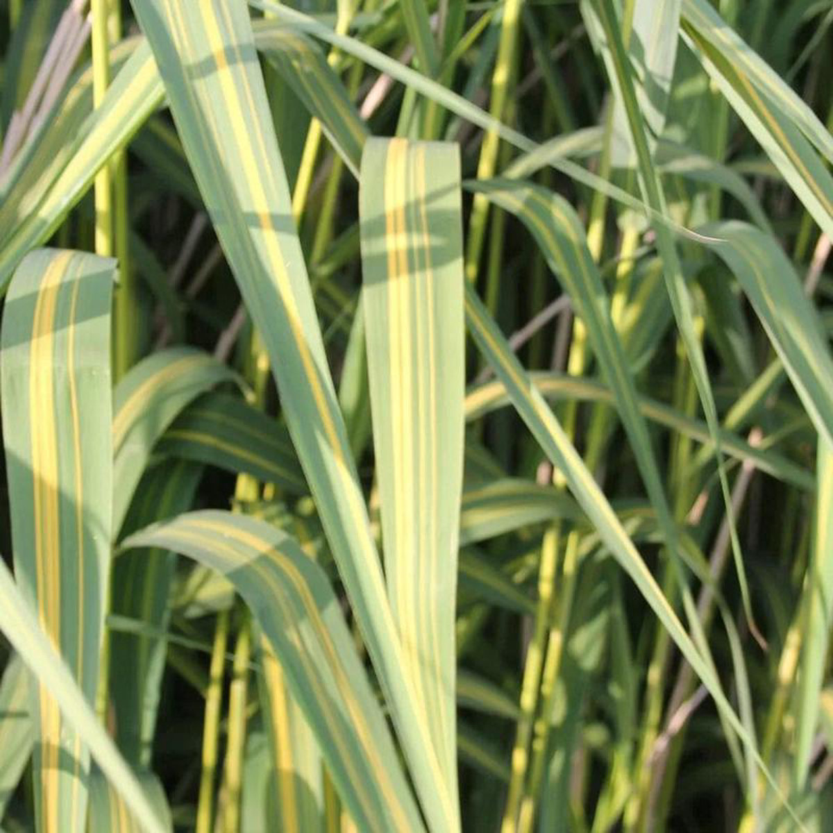 Phragmites Karka Variegata Aquatic Pond Plant 1ltr (3 Pack)