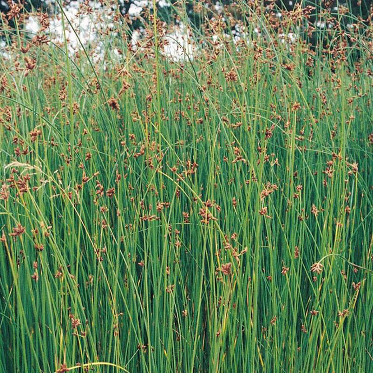 Scirpus Lacustris Aquatic Pond Plant 8211 Club Rush 5ltr Pot Size