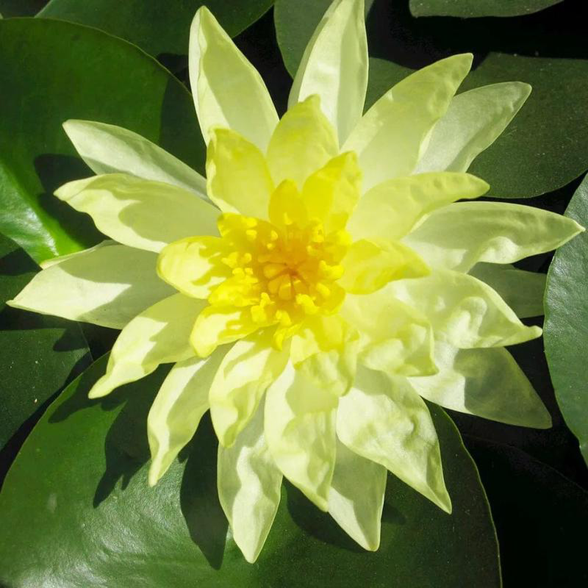 Nymphaea Sunrise Aquatic Pond Plant 8211 Water Lily 1ltr Pot Size