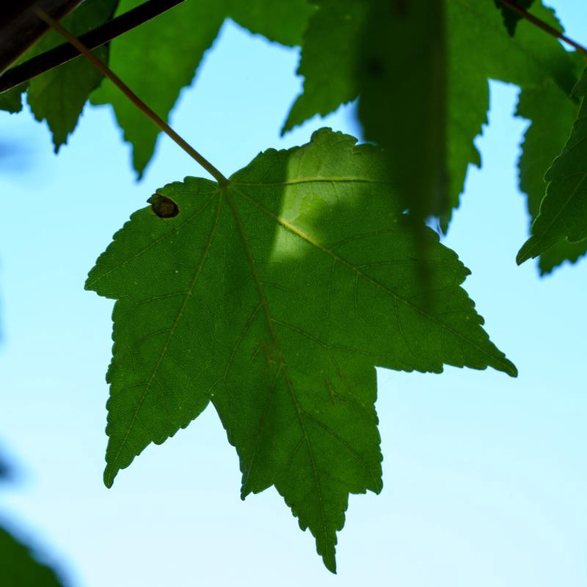 Red Sunset Red Maple 3 inch B038B