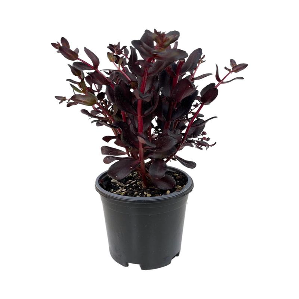 Sedum 8216Touchdown Teak8217 1 Gallon