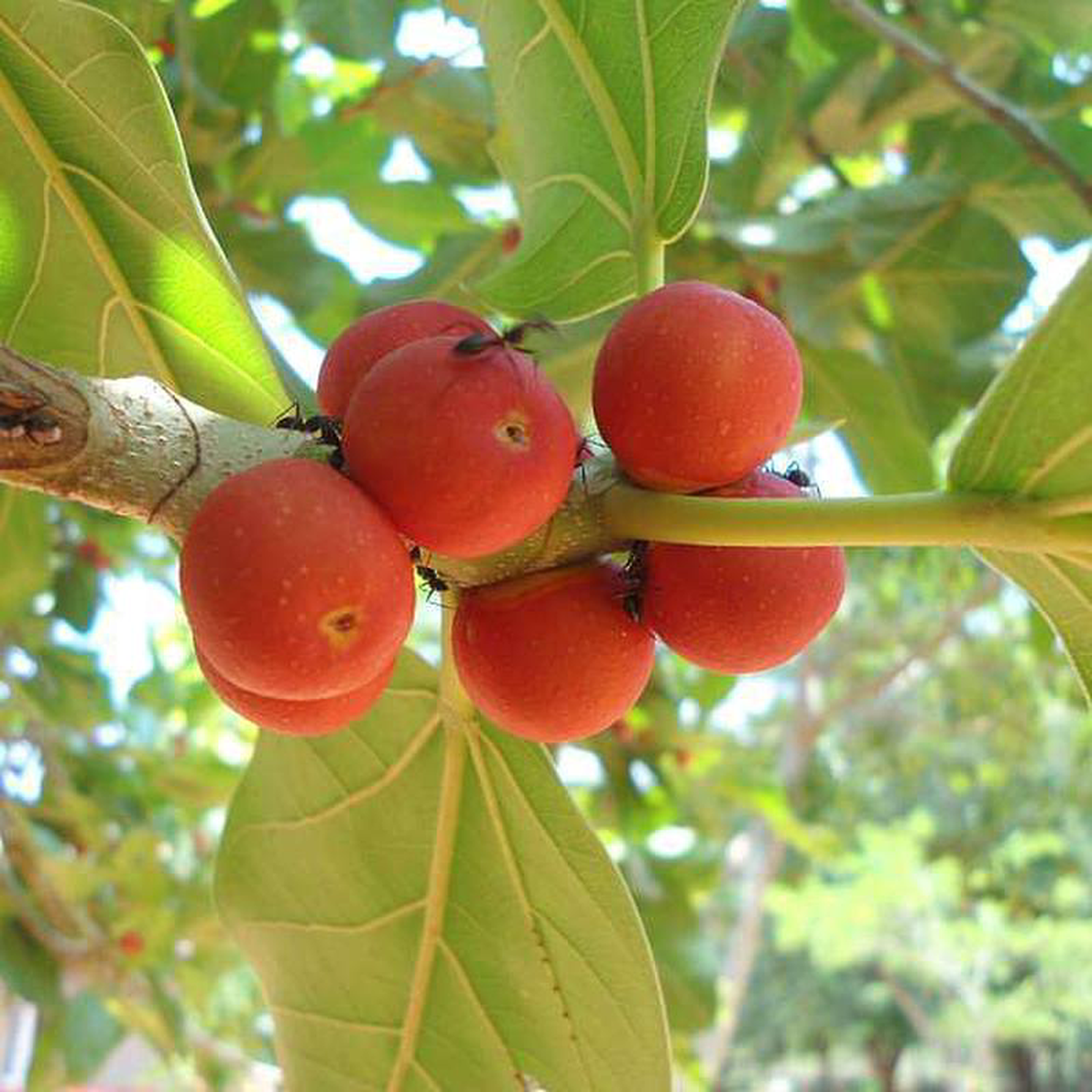 Tree of Odisha Banyan 8211 Plant