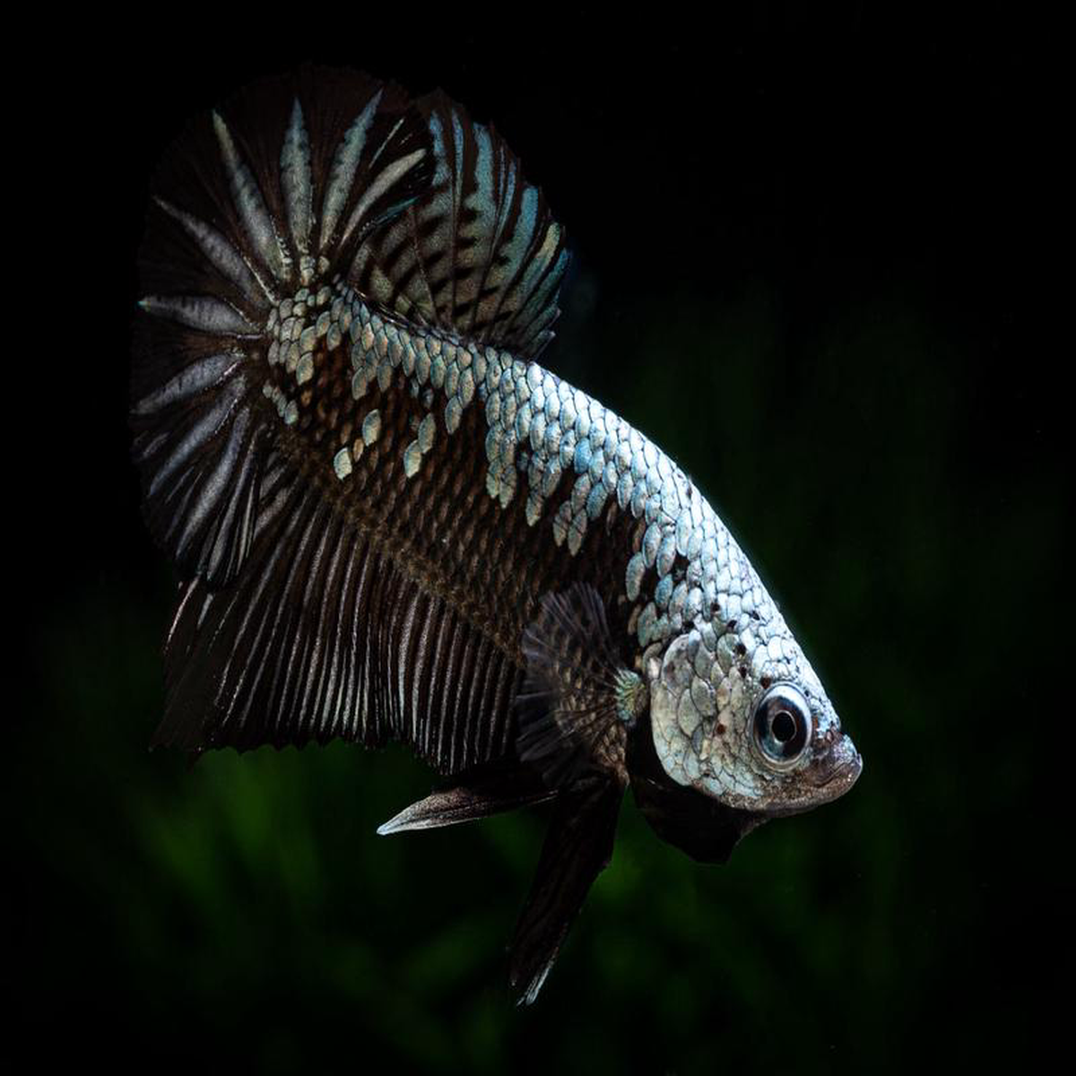 Fighter 8211 Male HMPK 8211 Samurai Betta