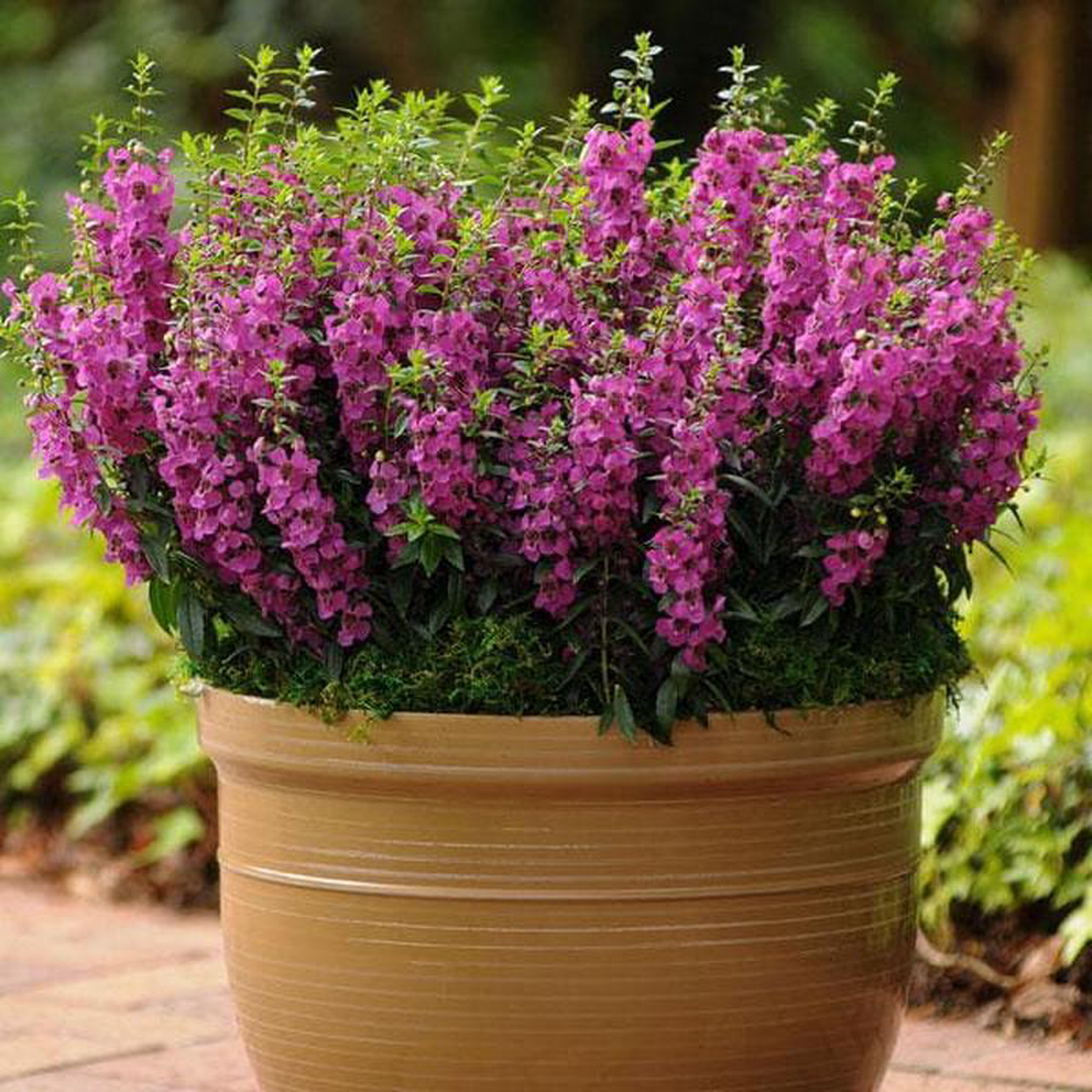 Angelonia Butka Angelonia Dwarf 8211 Plant