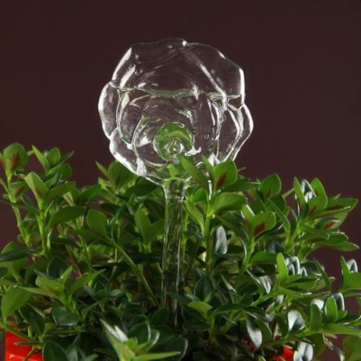 Glass Self Watering Can 8211 Rose