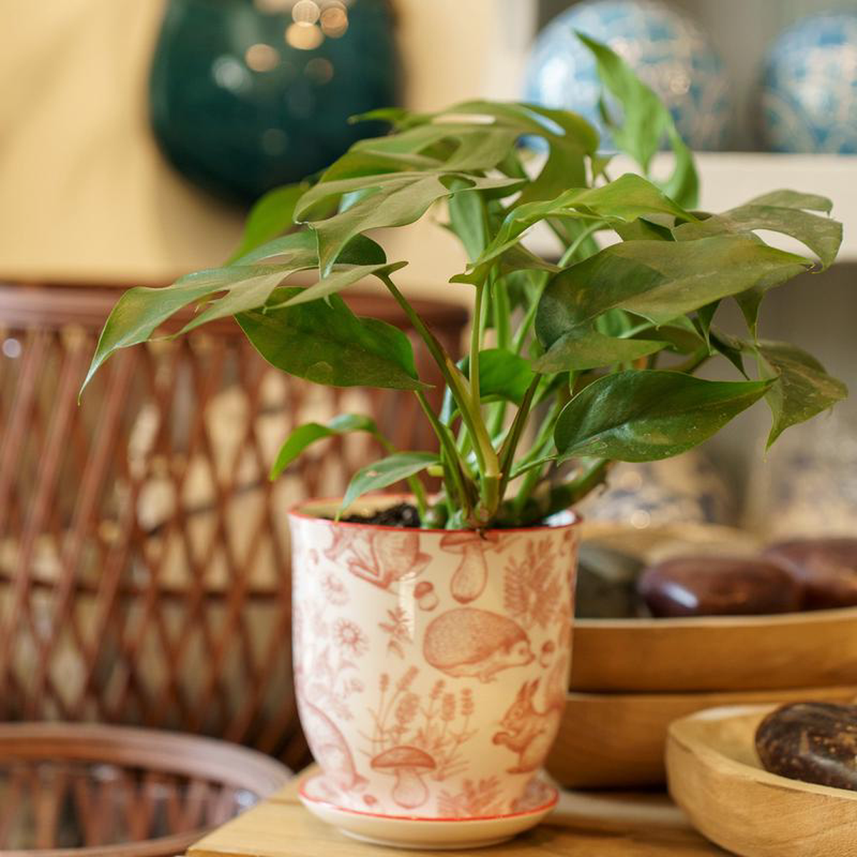 Mini Monstera 6 inch Pot
